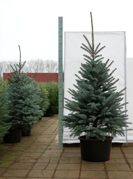 Picea pungens 'Fat Albert' / Blaue Stech-Fichte 'Fat Albert' 200-250 cm C60, blaugrüner Nadelbaum im Container C60