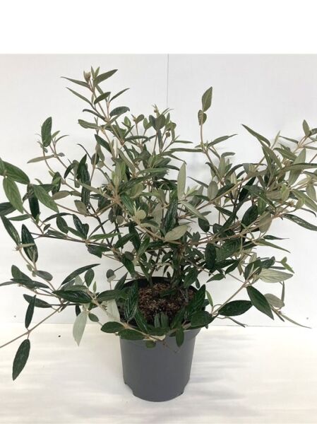 Prager Schneeball Viburnum 'Pragense' 60-80 cm C10, buschige Pflanze im Topf mit grünem Laub und verzweigten Trieben.