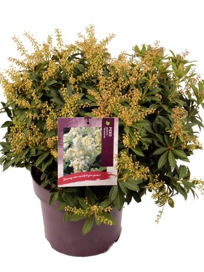 Japanische Lavendelheide 'Sarabande' / Pieris japonica 'Sarabande'