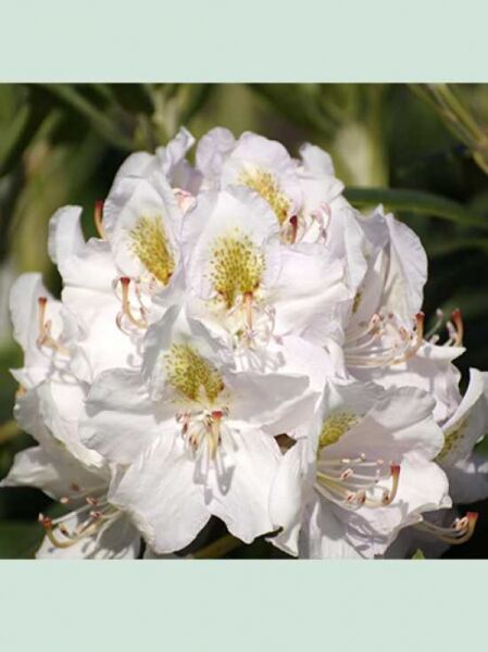 Rhododendron 'Memoir' / Rhododendron Hybride 'Memoir'