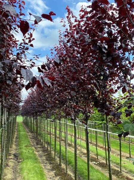 Blut-Pflaume 'Nigra' / Prunus cerasifera 'Nigra'