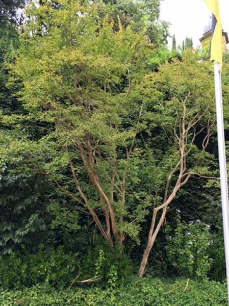 Koreanische Scheinkamelie / Stewartia pseudocamellia 'Koreana'