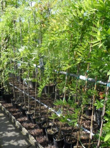 Großer Blauregen / Edelblauregen / Glyzine / Großer Blauregen / Edelblauregen / Glyzine