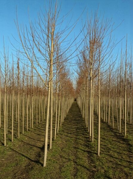 Silber-Ahorn (Acer saccharinum) Hochstamm 20-25 StU m. Db., gerader Stamm mit verzweigter Krone in der Baumschule.