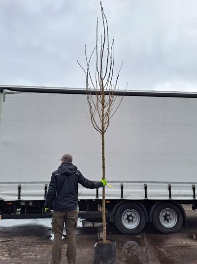 Prunus serrulata 'Shiro-fugen' / Weiße Zierkirsche 'Shiro-fugen' Hochstamm 12-14 StU im Container, unbelaubter Baum mit Stamm und Krone