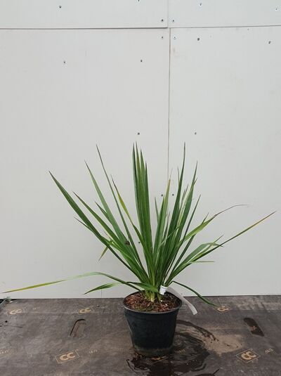 Yucca filamentosa (Fädige Palmlilie) im Topf, grüne schmale lanzettliche Blätter, Variante C1.5