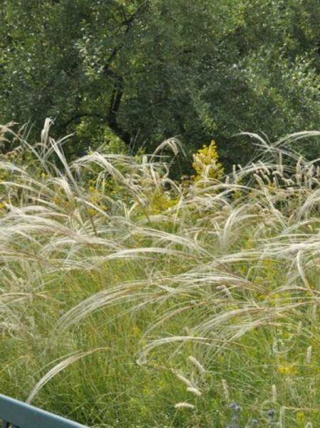 Büschel-Federgras / Stipa capillata