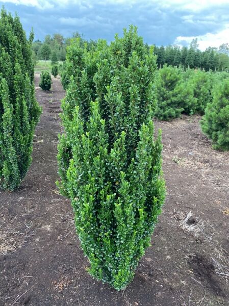 Japanische Säulen-Stechpalme (Ilex crenata 'Fastigiata') Solitär 125–150 cm, schmal aufrecht wachsender Strauch mit dichtem Laub.