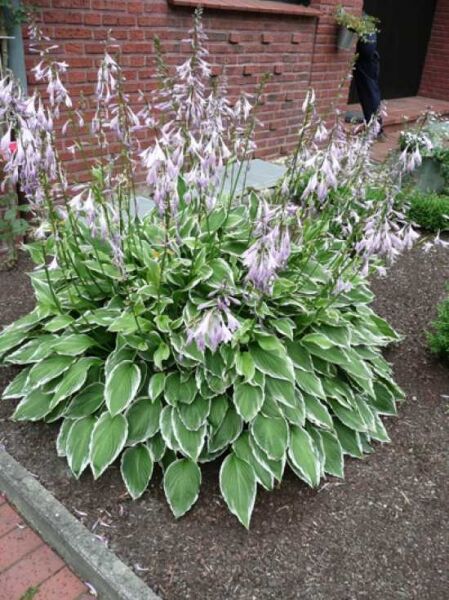 Hosta 'Francee' / Weißrand-Funkie 'Francee'