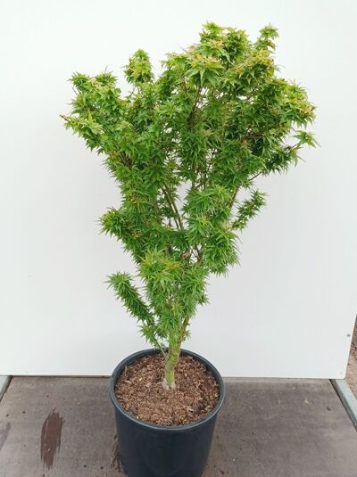 Löwenkopf-Ahorn - Acer palmatum 'Shishigashira' / Acer palmatum 'Cristatum'