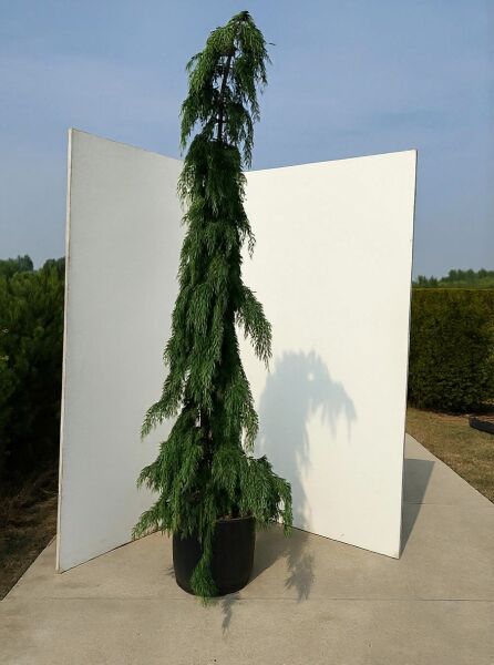 Hänge-Nootkazypresse (Chamaecyparis nootkatensis 'Pendula') 200–250 cm im C35-Container, schlank wachsend mit hängenden Trieben.