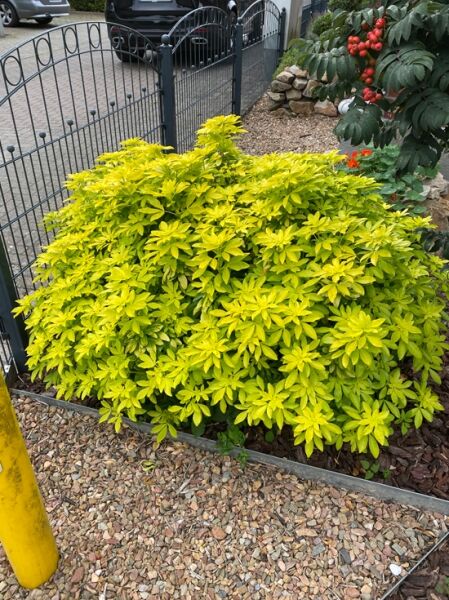 Orangenblume 'Sundance' / Choisya ternata 'Sundance ®' (Lich)