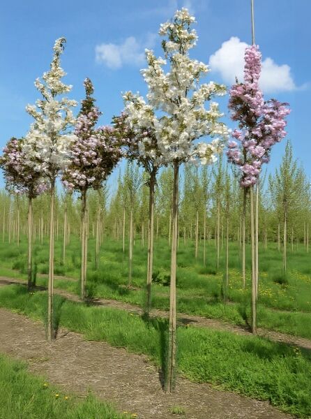 Malus 'Evereste' / Zierapfel 'Evereste' Hochstamm 12-14 StU, Baum mit heller Blüte und aufrechter Krone in Baumschule