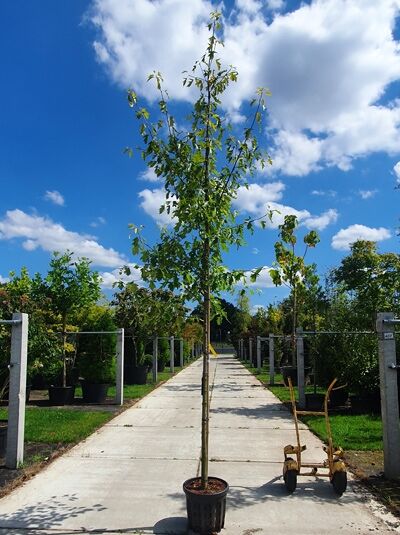 Sorbus torminalis / Elsbeere Hochstamm 8-10 StU im Container, schlanker Stammbaum mit grünem Laub in Baumschule.
