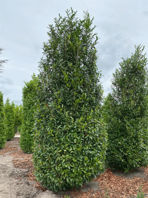Groe Prunus / Kirschlorbeer Heckenpflanzen ab 300cm Gre kaufen