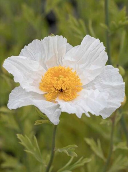 Kalifornischer Scheinmohn / Romneya coulteri