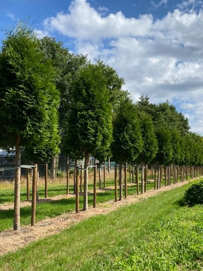Lebensbaum 'Brabant' Hochstamm (Gesamthöhe ca. 450-500 cm) / Thuja occidentalis 'Brabant' 200 cm Stammhöhe