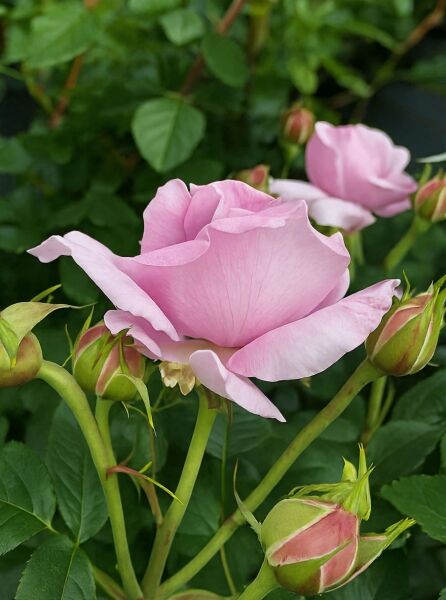 Rosa 'Königin Marie' / Edelrose 'Königin Marie' mit rosafarbener Blüte und Knospen am Strauch, umgeben von grünem Laub.