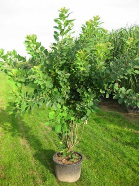 Cotinus coggygria (Gewöhnlicher Perückenstrauch) 175-200 cm C20 im Topf, mehrtriebiger Strauch mit grünem Laub.
