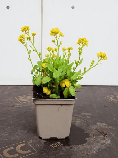Aurinia saxatilis (Felsen-Steinkraut) P9 im Topf, grüne Blätter und gelbe Blütenstände.