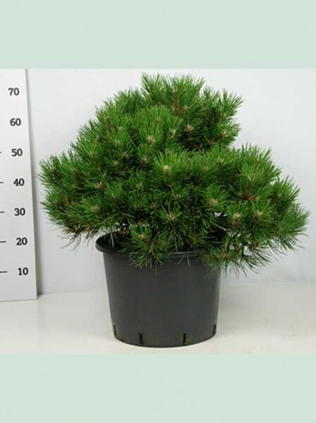 Pinus nigra 'Helga' / Zwerg-Schwarzkiefer 'Helga', 40–50 cm breit, im C20-Topf, kompakter immergrüner Nadelstrauch.