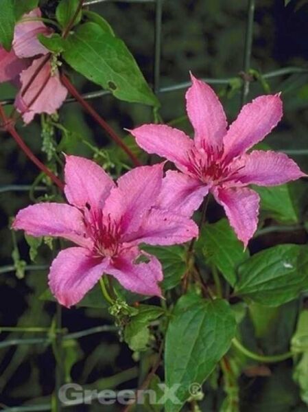 Waldrebe 'Hagley Hybrid' / Clematis viticella 'Hagley Hybrid'