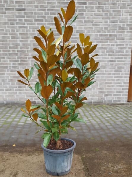 Magnolia grandiflora 'Exmouth' / Großblütige Magnolie 'Exmouth', 100-125 cm, im C30-Topf mit dichtem, immergrünem Laub.