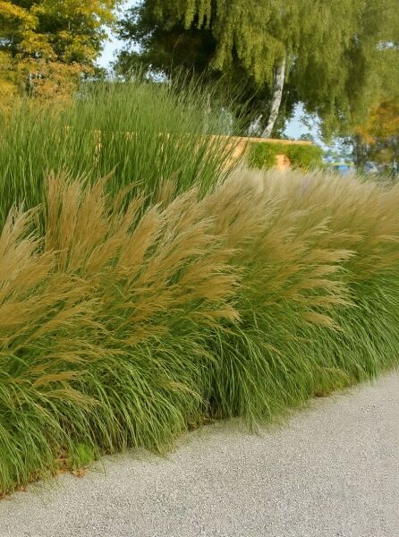 Miscanthus sinensis 'Yaku Jima' / Zwerg-Chinaschilf 'Yaku Jima' als dichter Horst mit schmalen grünen Blättern und Rispen