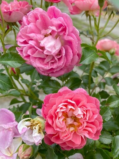Rosa 'Charmant'® (Zwergrose 'Charmant'®) mit gefüllten, rosa Blüten und grünem Laub am Strauch.