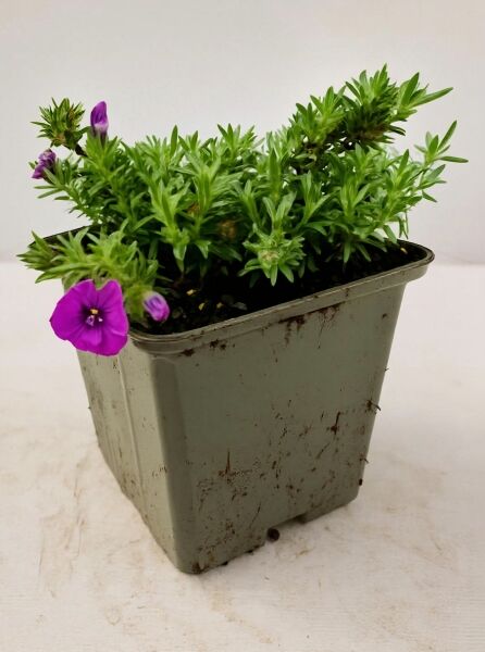 Armenischer Storchschnabel (Geranium psilostemon) 'Red Admiral' im Topf P11, grüne Triebe mit violetten Blütenknospen.