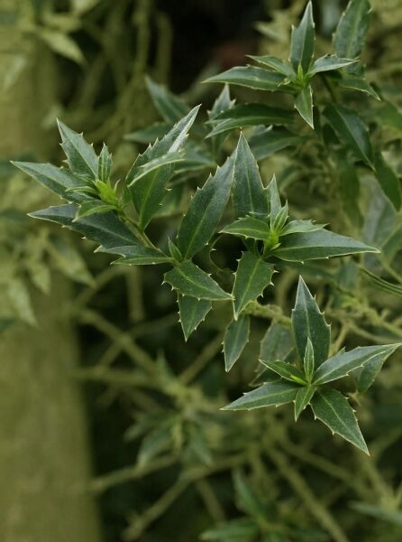 Myrtenblättrige Stechpalme / Myrtenblättrige Stechpalme
