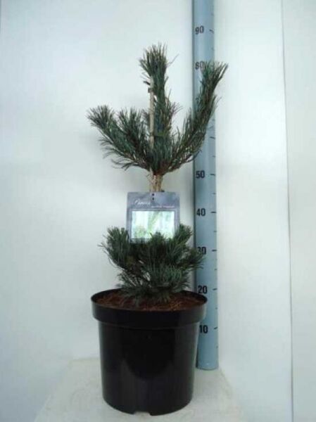 Pinus parviflora 'Tempelhof' / Mädchen-Kiefer 'Tempelhof', 50–60 cm, im Container C10 mit aufrechtem Wuchs und Nadelbüscheln