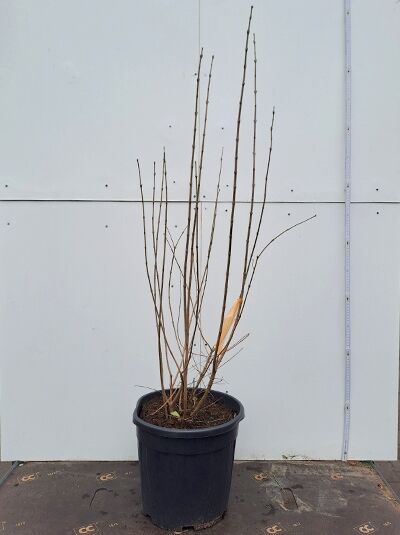 Chinesische Winterblüte (Chimonanthus praecox) 80–100 cm im C10-Container, mehrtriebiger Strauch mit kahlen Zweigen.