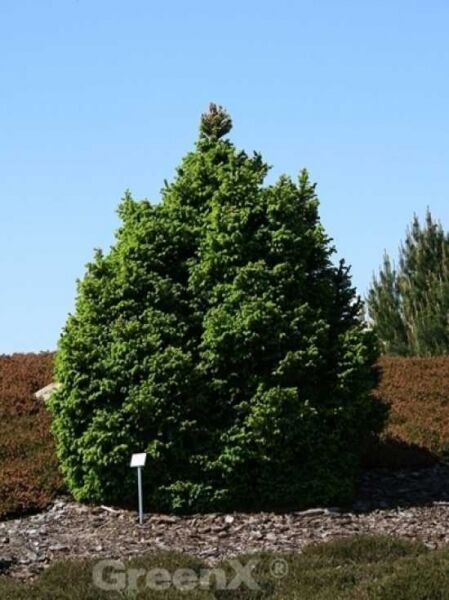 Picea abies 'Ohlendorffii' / Kegel-Fichte