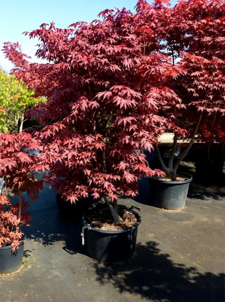 Japanischer Blut-Ahorn (Acer palmatum) 'Bloodgood' im Container C80, 200–250 cm, rotes fächerförmiges Laub, mehrtriebig.
