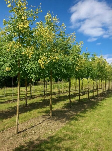 Koelreuteria paniculata (Blasenesche) Hochstamm 18-20 StU, mit grünem Laub und vielen gelblichen Blasenfrüchten.