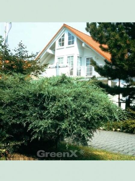 Juniperus virginiana 'Grey Owl' / Virginischer Wacholder 'Grey Owl' als flach wachsender, ausladender Nadelgehölz-Strauch im Garten