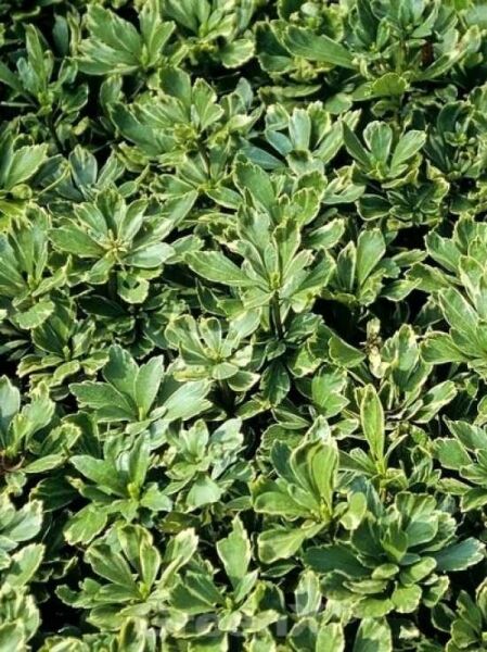 Zweifarbiges Dickmännchen / Zweifarbiges Schattengrün / Pachysandra terminalis 'Variegata'