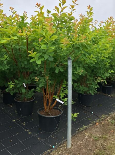 Gewöhnlicher Perückenstrauch (Cotinus coggygria) 200-250 cm C50, mehrstämmiger Strauch im Container mit grünem Laub.