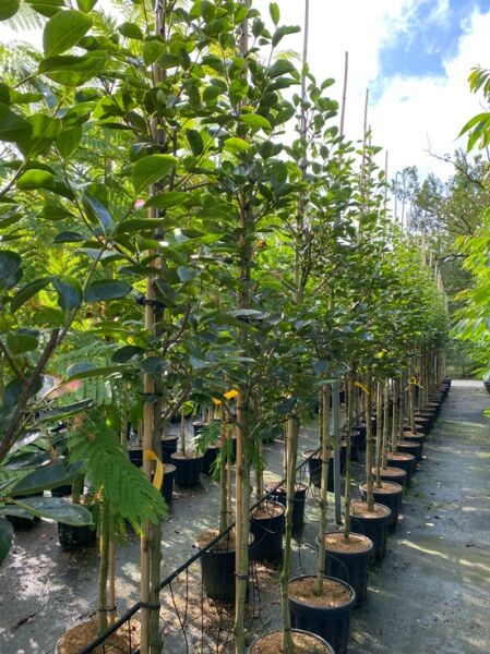 Diospyros kaki 'Nikita's Gift' (Chinesische Pflaume), Stammbusch 6-8 StU, im Container C35, mit aufrechtem Stamm und grünem Laub.