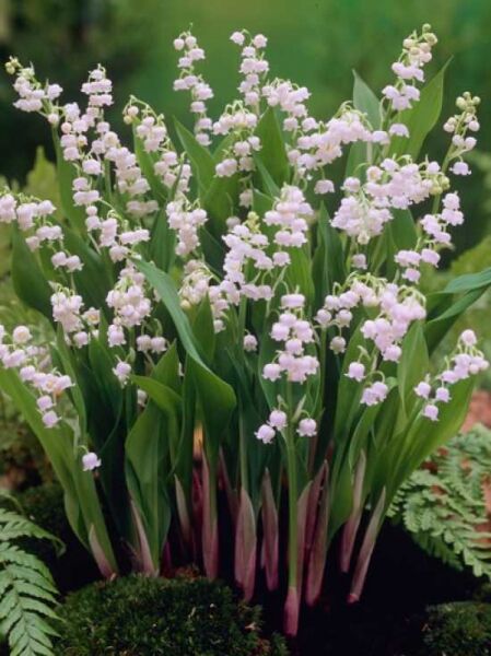 Maiglöcken / Convallaria majalis
