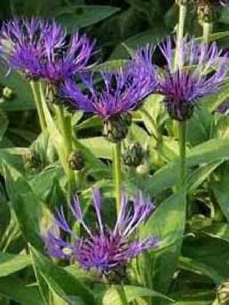 Centaurea montana 'Grandiflora' / Berg-Flockenblume