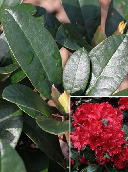 Rhododendron 'Lisetta' / Rhododendron 'Lisetta'