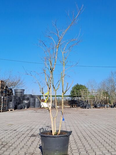 Chinesische Kräuselmyrte 'Coccinea' 200-250 cm / Lagerstroemia indica 'Coccinea' (1567144)