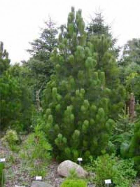 Pinus heldreichii 'Satellit' / bosnische Kiefer 'Satellit'