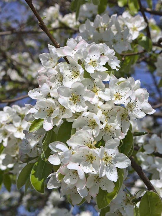 Wildbirne / Holzbirne / Pyrus pyraster kaufen