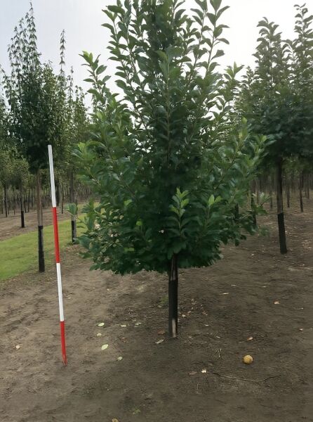 Apfelbaum Malus domestica 'James Grieve', Halbstamm 14–16 StU, mit Drahtballen, stehender Jungbaum mit belaubter Krone