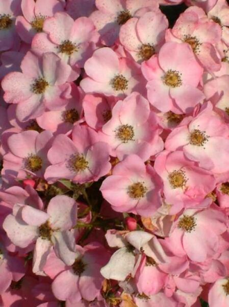 Bodendeckerrose 'Fortuna' / Rosa 'Fortuna ®'
