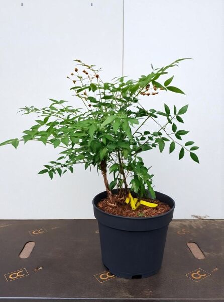 Nandina domestica (Heiliger Bambus/Himmelsbambus) 20–30 cm C2 im Topf, mehrtriebiger Strauch mit grünem Laub.