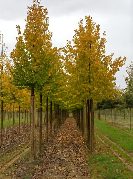 Corylus colurna (Baum-Hasel/Türkische Hasel) Hochstamm 25-30 StU, mit gelbgrünem Laub und geradem Stamm.